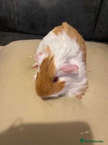 Guinea Pig rodents - Advert 8