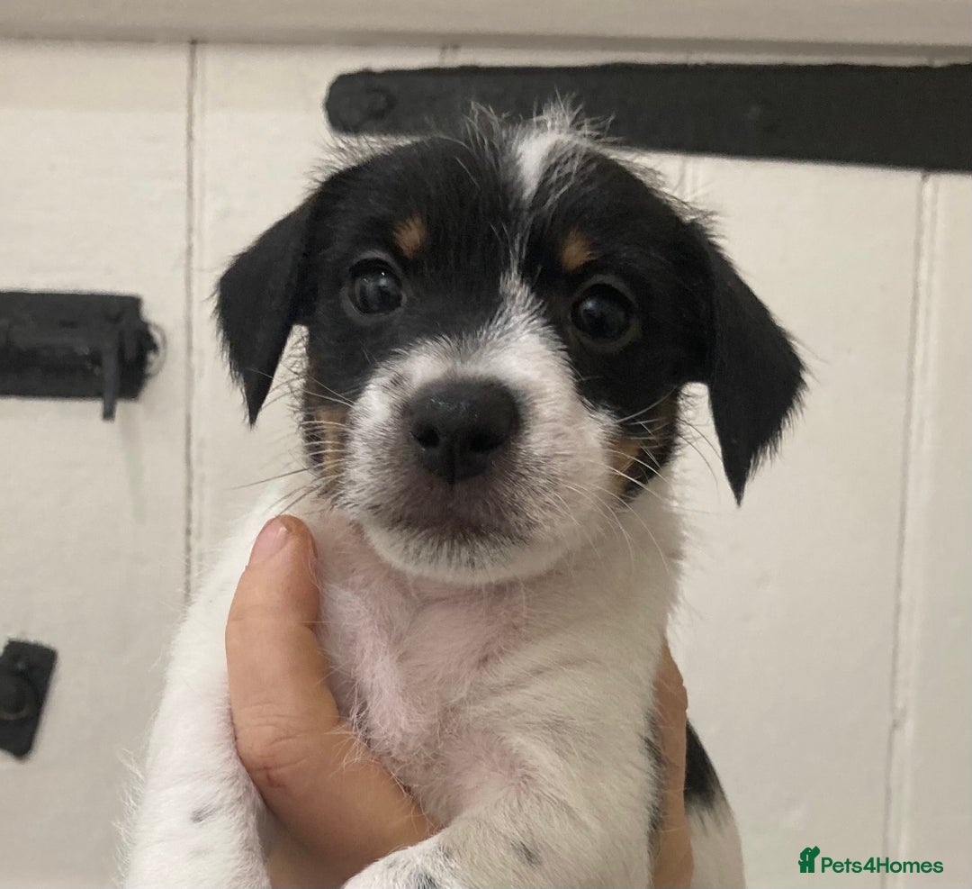Jack Russell dogs for sale: Jack Russel pups. Two left one girl one boy - Advert 18