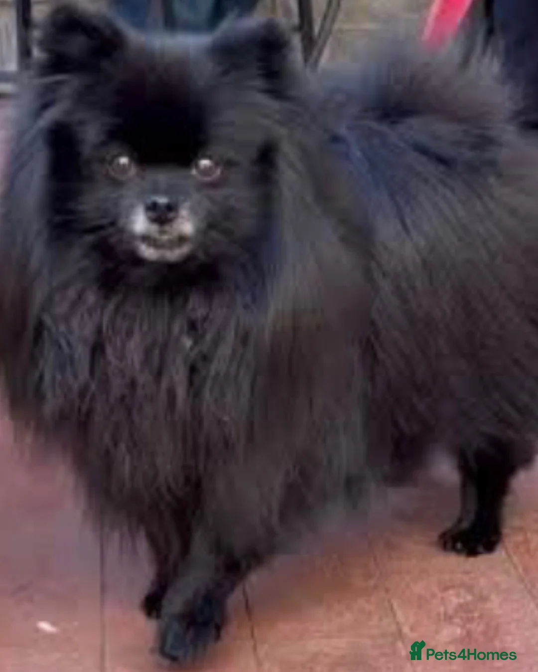 Pomeranian dogs for sale: 8 Month Old Female Pom in Eastleigh - Advert 5