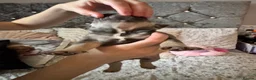 French Bulldog dogs for sale: KC Registered french bulldogs  - Advert 14
