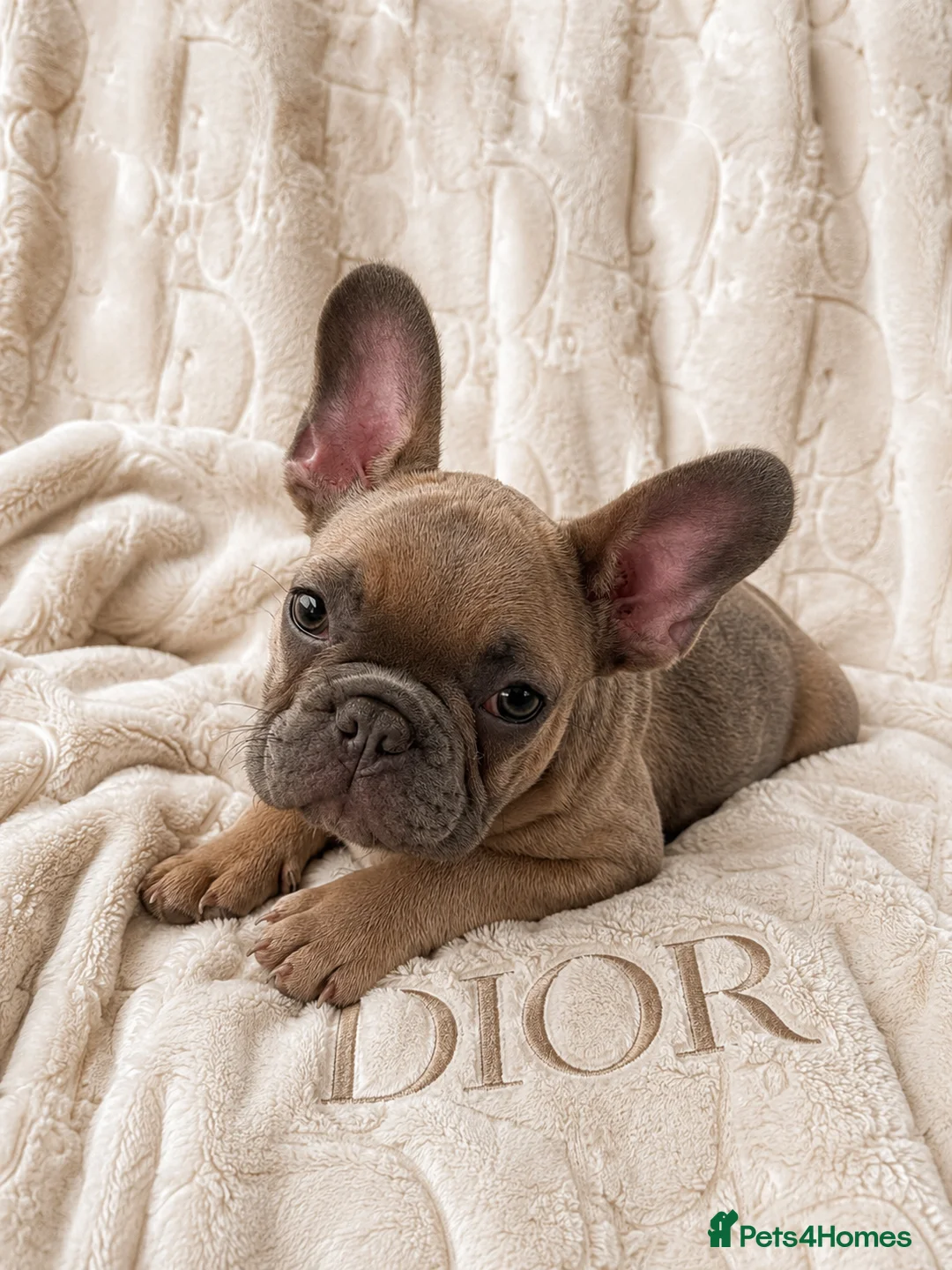 French Bulldog dogs for sale: £750! Last Male Puppy Left! BLUE FAWN - Advert 2