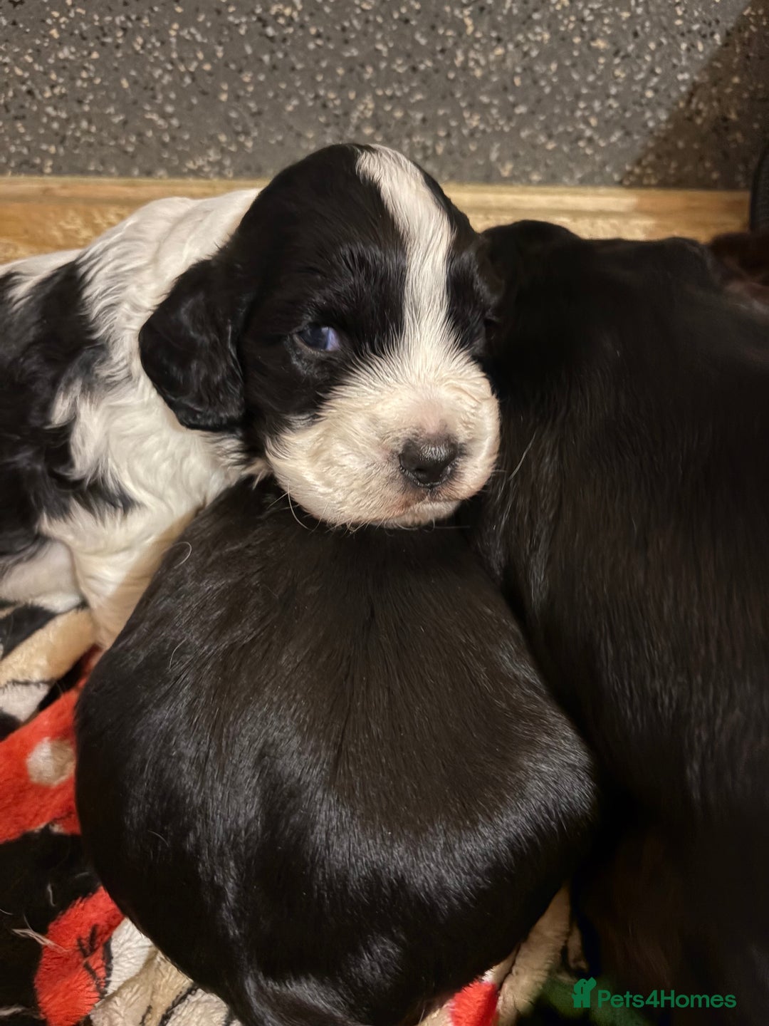 Cocker Spaniel dogs for sale: Working Cocker spaniels beautiful markings   - Advert 2