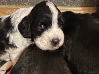 Cocker Spaniel dogs Cocker spaniels beautiful markings - Advert 2