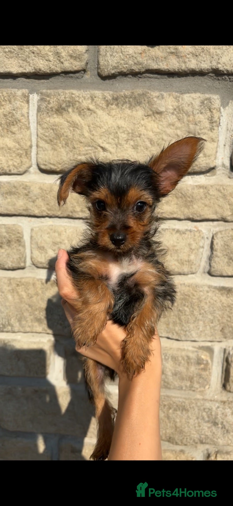 Yorkshire Terrier dogs Gorgeous Yorkshire terriers for sale*one boy left* - Advert 6
