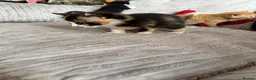 Mixed Breed cats for sale: Mixed breed female kittens  - Advert 5