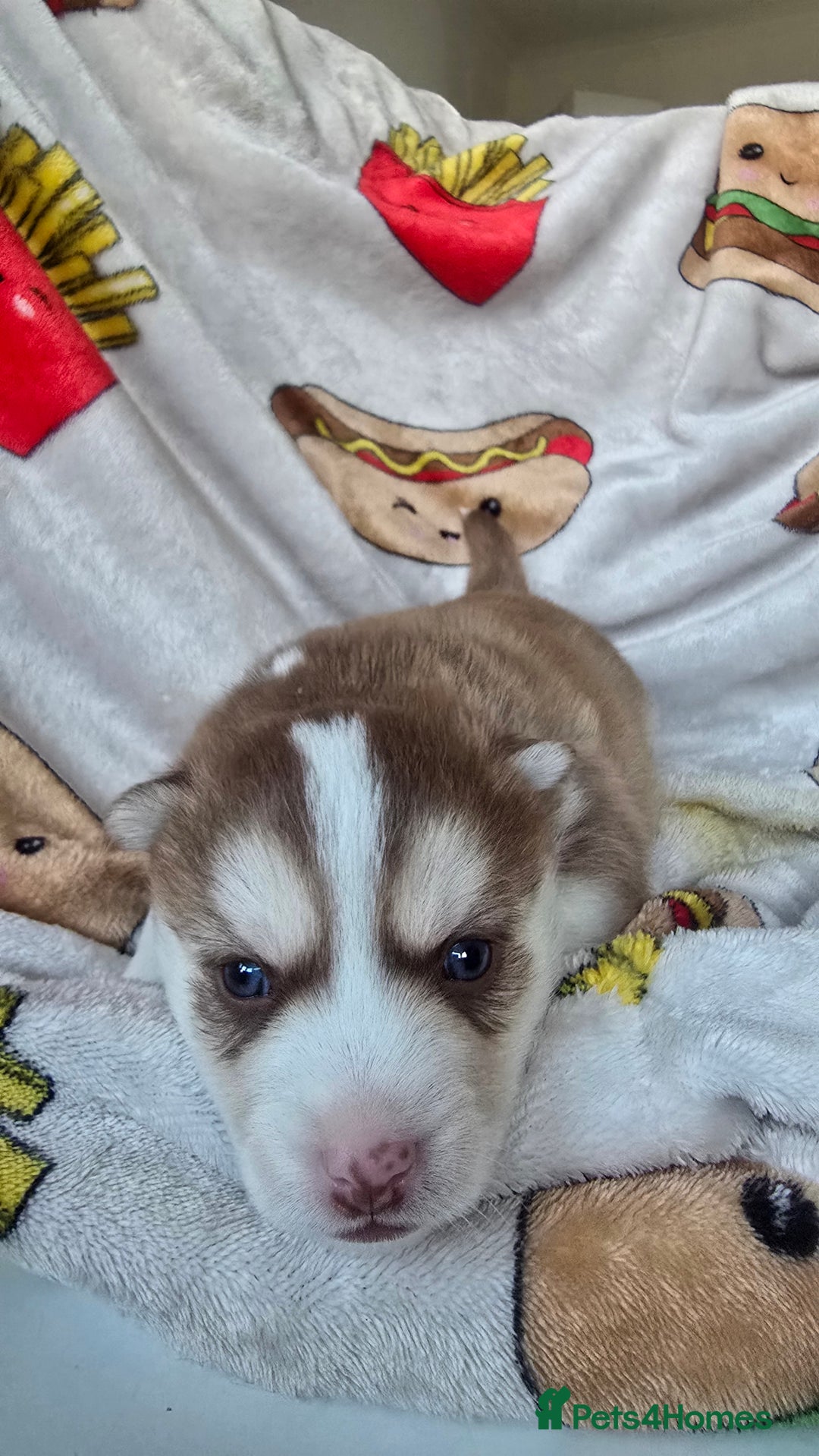 Pomsky dogs for sale: Pomsky Puppies for Sale - Advert 15