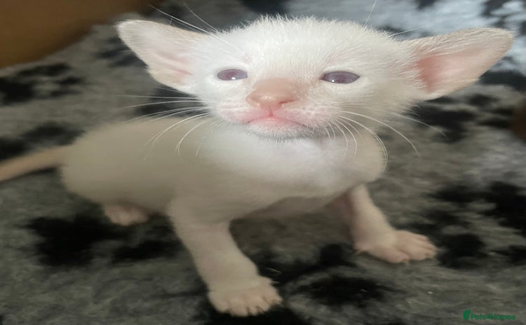 Oriental cats - Advert 1