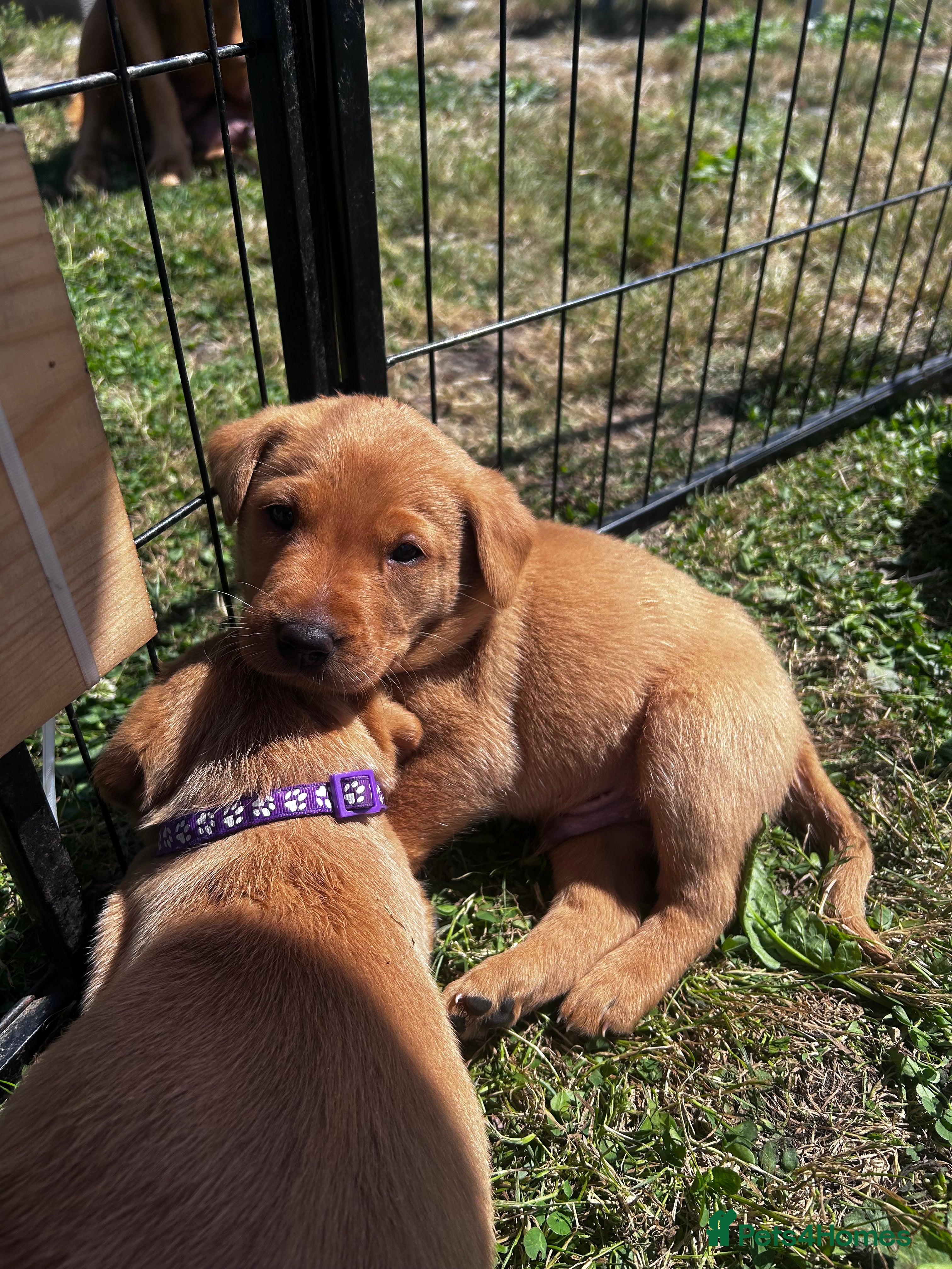 Labrador Retriever dogs Fox Red Labrador Puppies  - Advert 2