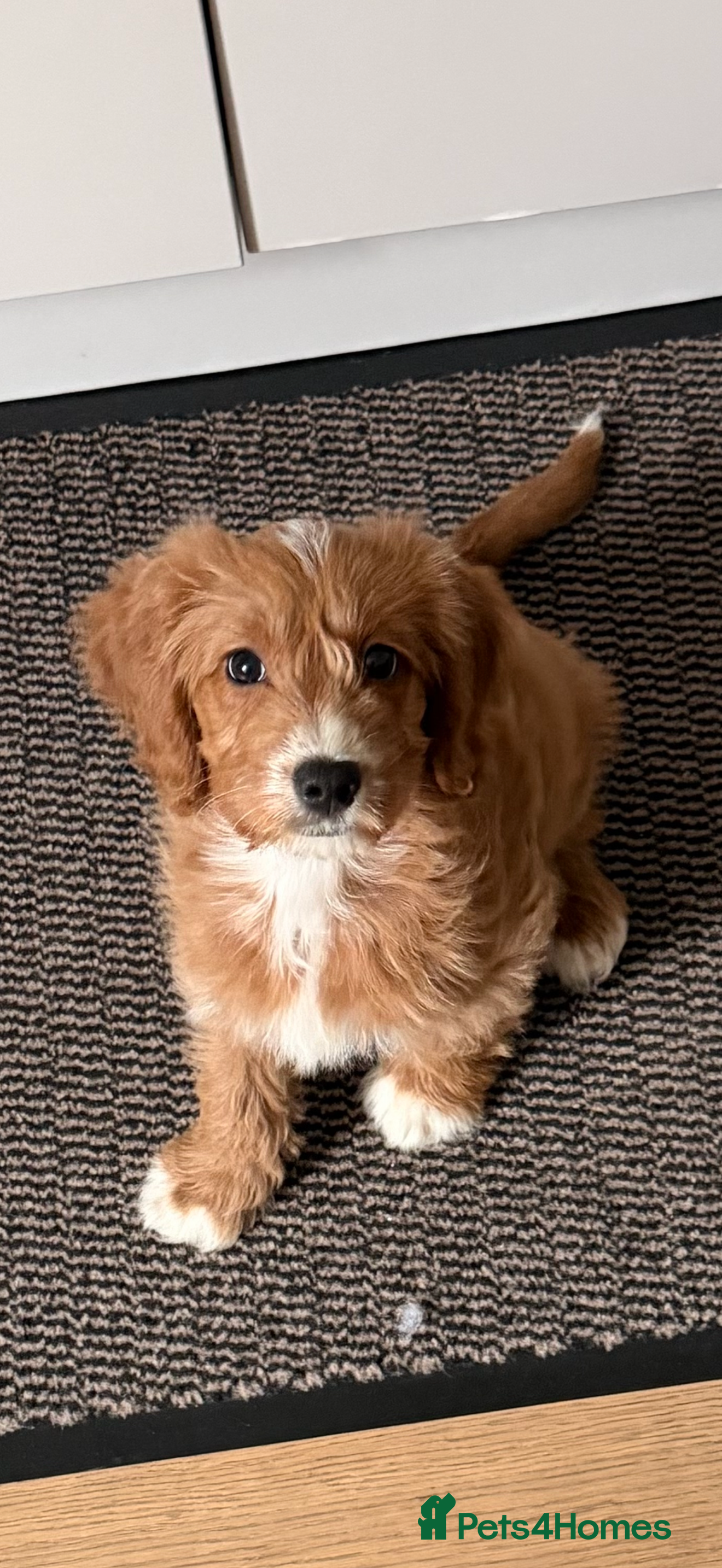 Cockapoo dogs 1 Cockapoo female puppy to sell - Advert 11