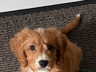 Cockapoo dogs 1 Cockapoo female puppy to sell - Advert 11