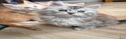 Maine Coon cats for sale: Two registered mainecoon kittens (1 poly)  - Advert 1