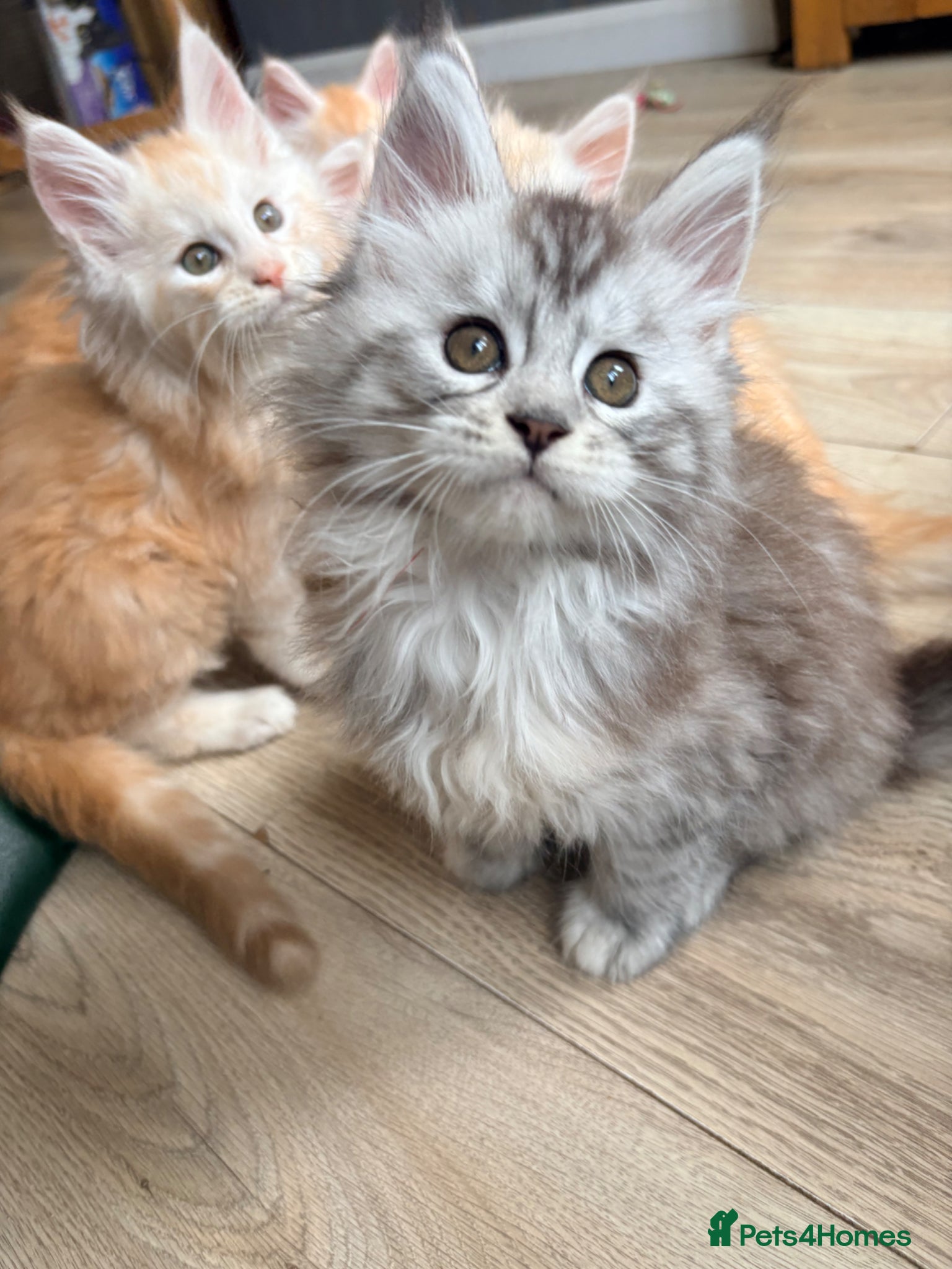 Maine Coon cats for sale: Two registered mainecoon kittens (1 poly) - Advert 1