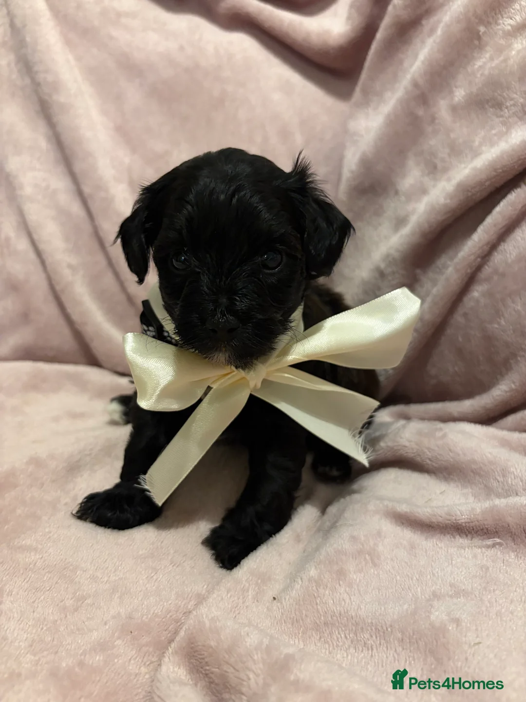 Chipoo dogs for sale: Beautifully brave tiny rare chipoos  - Advert 8