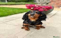Cocker Spaniel dogs for stud: KC registered Champion bred working cocker  in Middlewich - Image 17