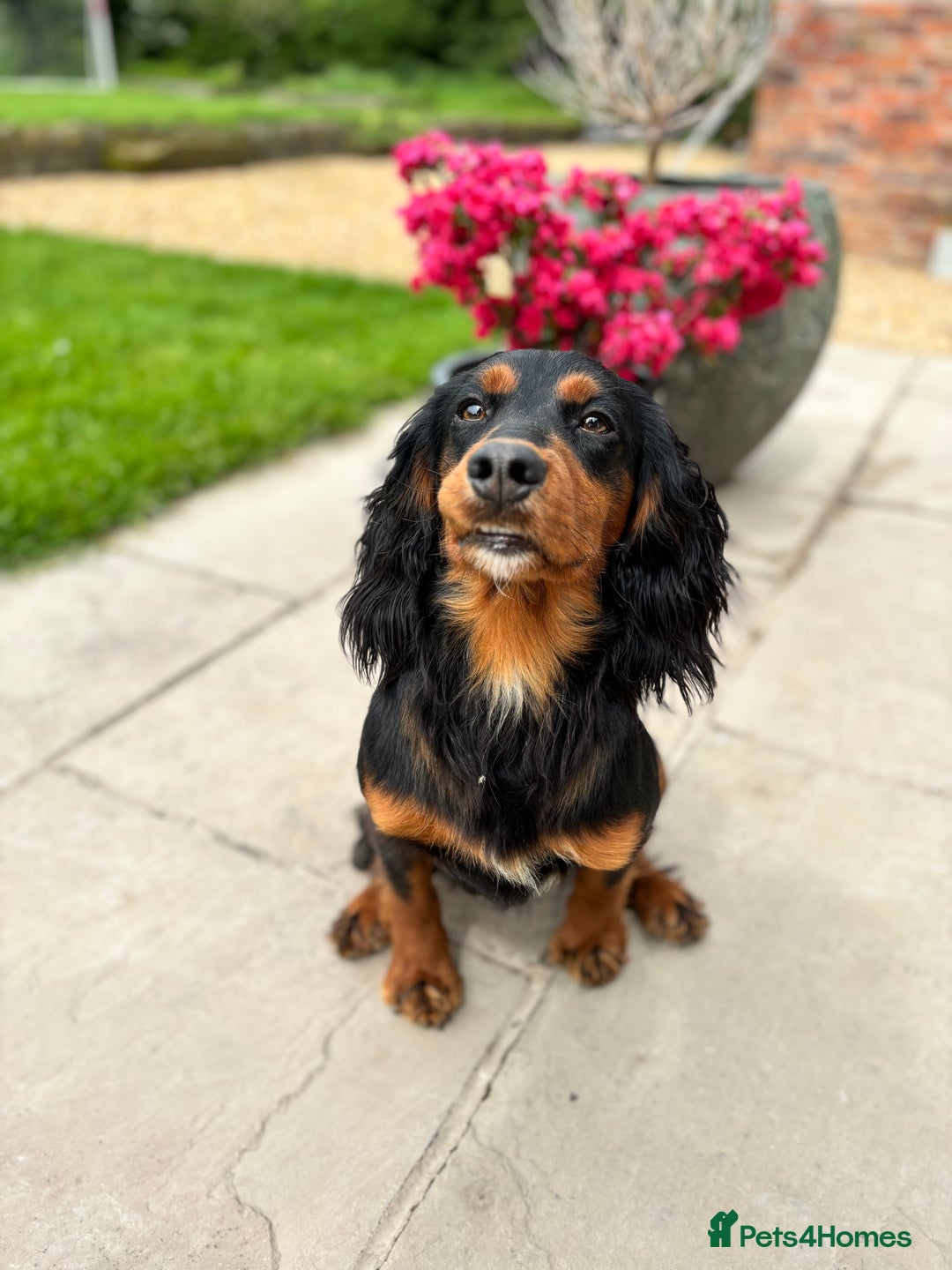 Cocker Spaniel dogs for stud: KC registered Champion bred working cocker  in Middlewich - Image 17