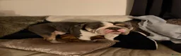 English Bulldog dogs for stud: Stud English bulldog  in Stevenston - Advert 5