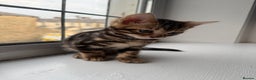 Bengal cats for sale: LAST ONE! Stunning Bengal kittens - Advert 9