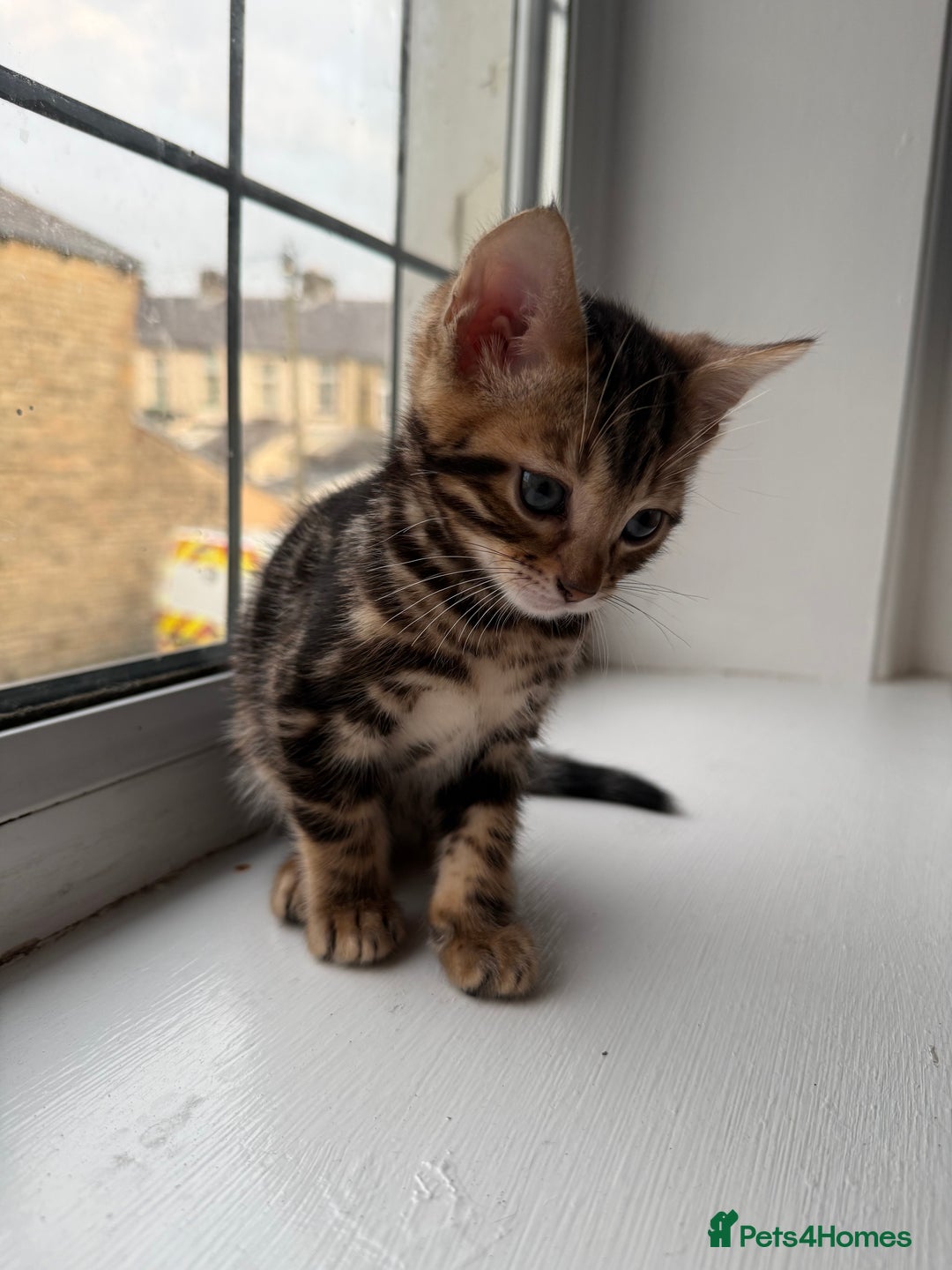 Bengal cats for sale: 6 Stunning Bengal kittens - Image 24