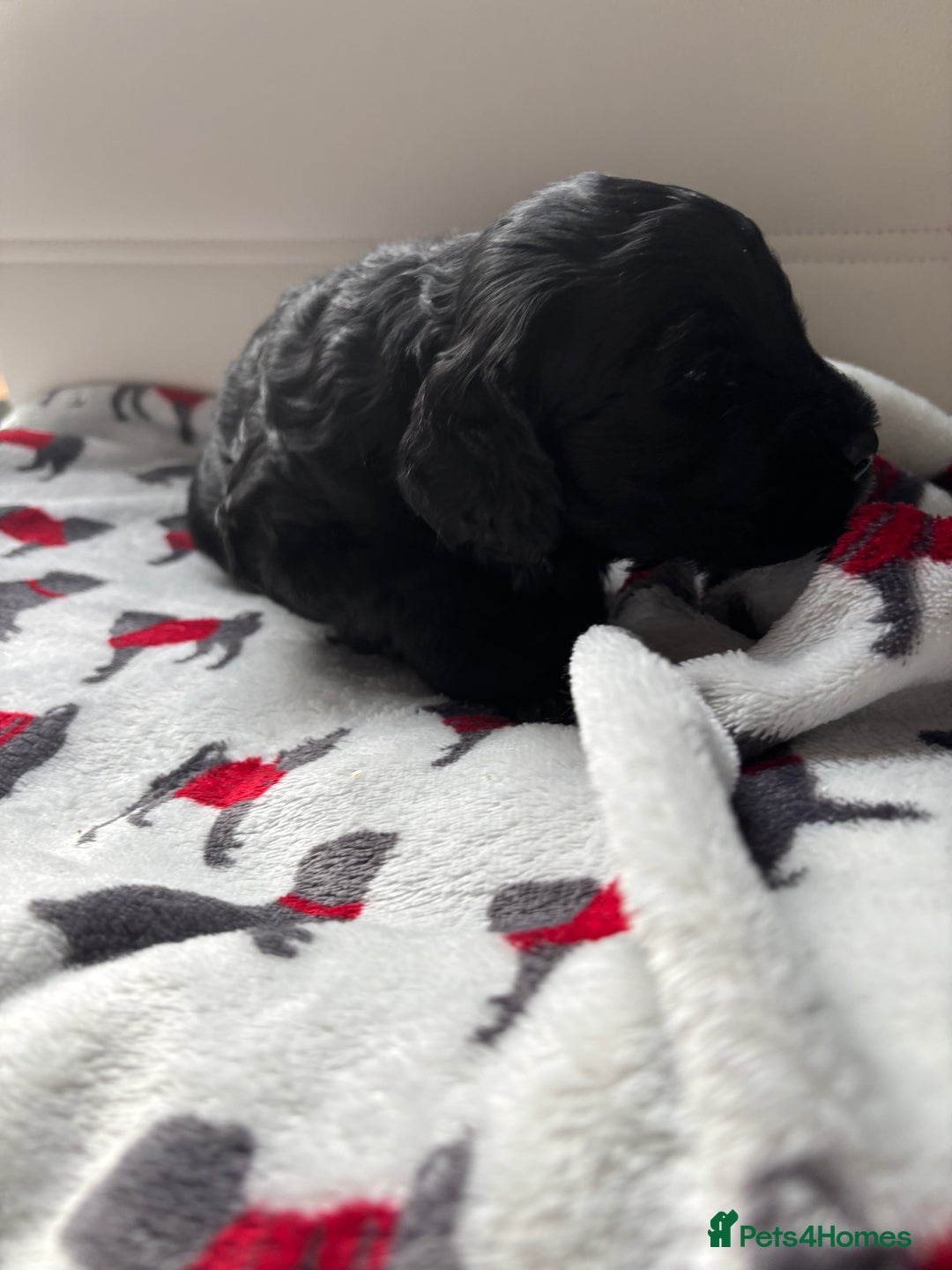 Cockapoo dogs for sale: Adorable F2 Cockapoo Puppies - First Litter  - Advert 17