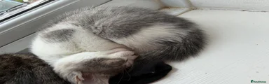 Gorgeous Grey(blue) & White