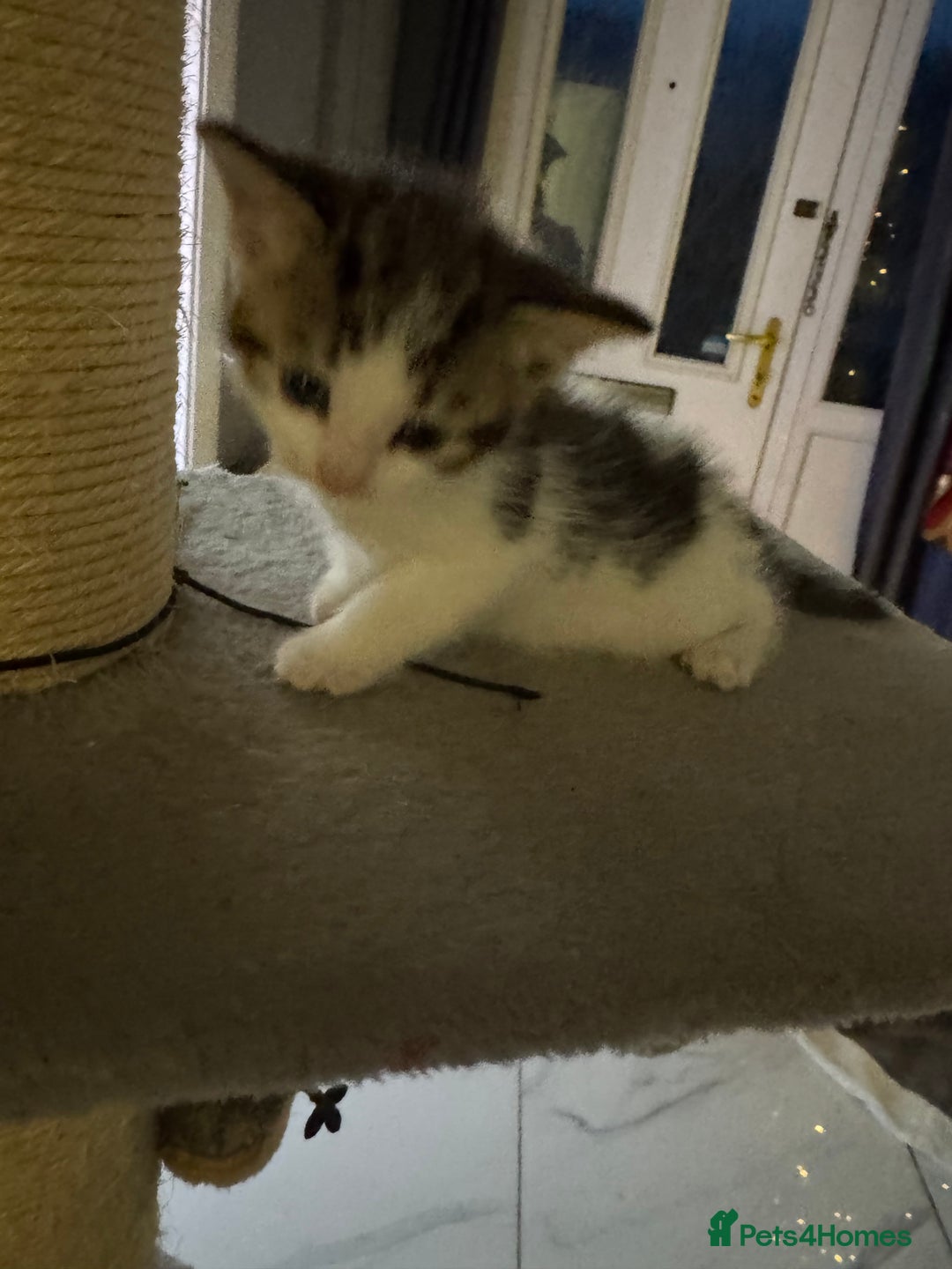 Mixed Breed cats for sale: Last little male left  - Advert 5