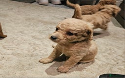 Cavapoo dogs for sale: Cavapoo Puppies  - Image 6