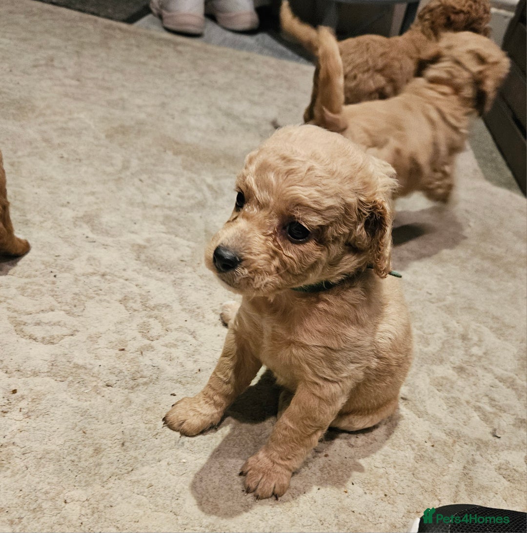 Cavapoo dogs for sale: Cavapoo Puppies  - Image 6