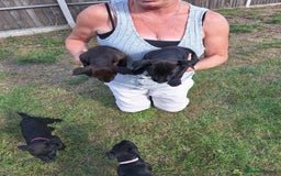 Patterdale Terrier dogs for sale: READY NOW Stunning litter of Patterdale Terriers  - Image 9