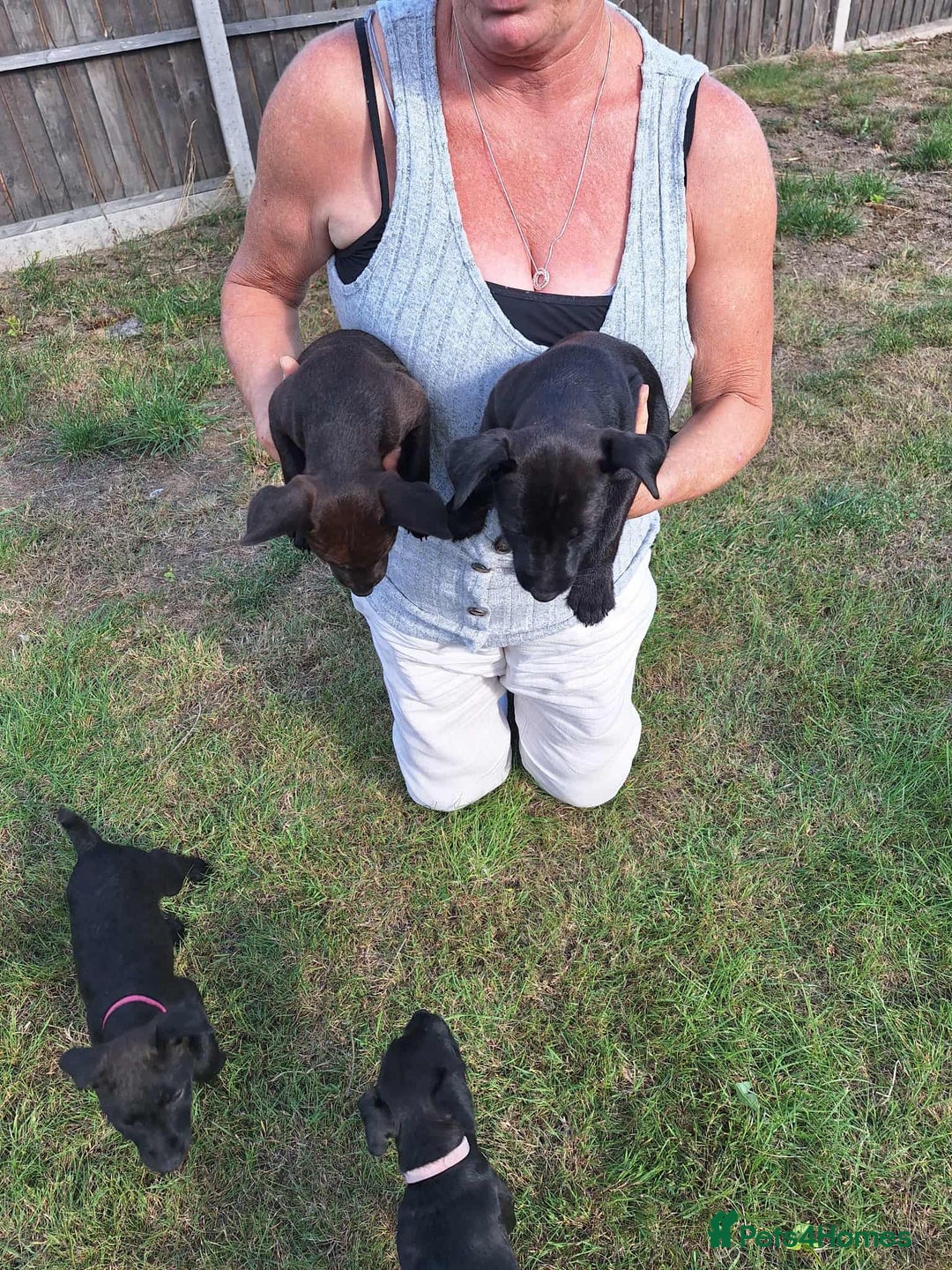 Patterdale Terrier dogs for sale: READY NOW Stunning litter of Patterdale Terriers  - Image 9