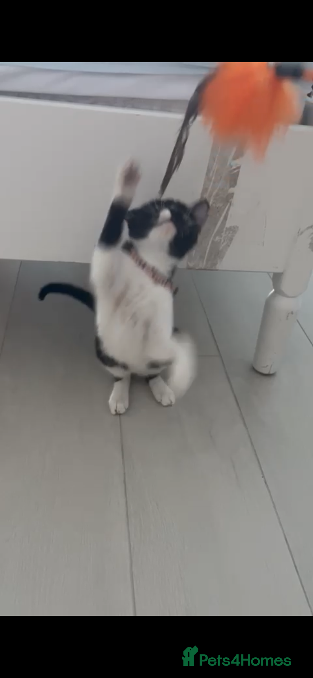 Mixed Breed cats for adoption: DAISY GIRL  CUTE AS A BUTTON KITTEN NEEDS her HOME - Advert 5