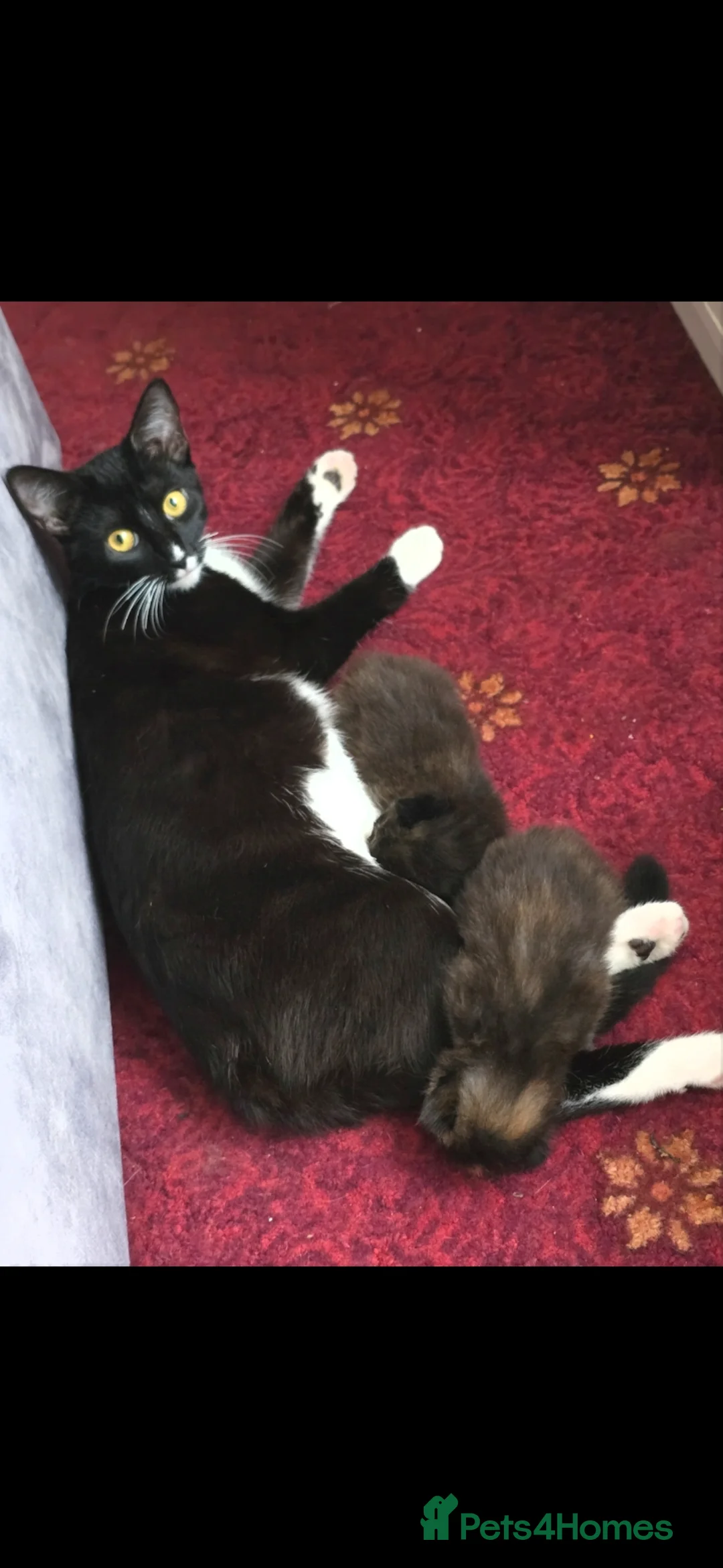 Mixed Breed cats for sale: Gorgeous Tuxedo Cat – Friendly, Playful - Advert 5