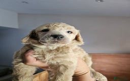 Standard Poodle dogs for sale: Stunning 5* Standard chunky poodle puppies 🐶  - Image 11