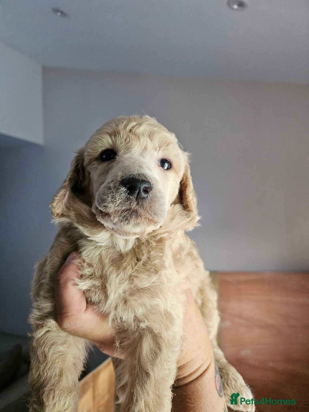 Standard Poodle dogs for sale: Stunning 5* Standard chunky poodle puppies 🐶  - Image 11