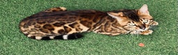 Bengal cats for stud: Adorable pure Bengal boy❤️ for stud in Purfleet - Advert 12