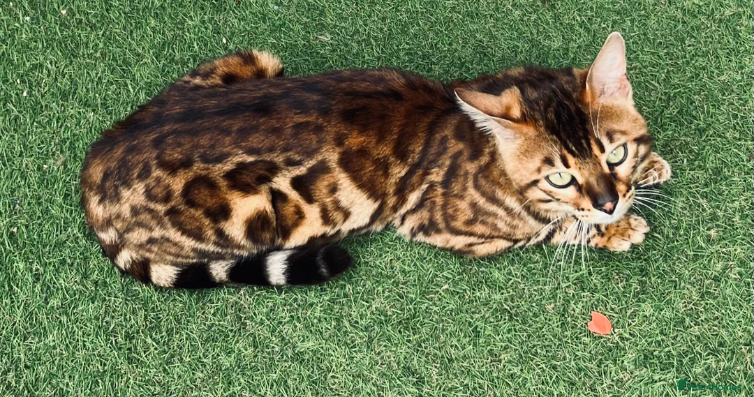 Bengal cats for stud: Adorable pure Bengal boy❤️ for stud in Purfleet - Advert 12