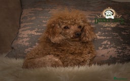 Poodle dogs for stud: Donnajays  5* PROVEN, HEALTH TESTED & PROFESSIONAL in Stafford - Image 5