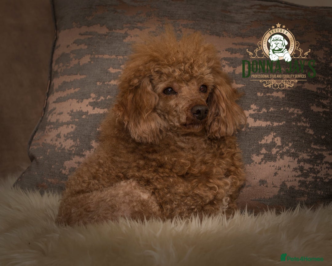 Poodle dogs for stud: Donnajays  5* PROVEN, HEALTH TESTED & PROFESSIONAL in Stafford - Image 5