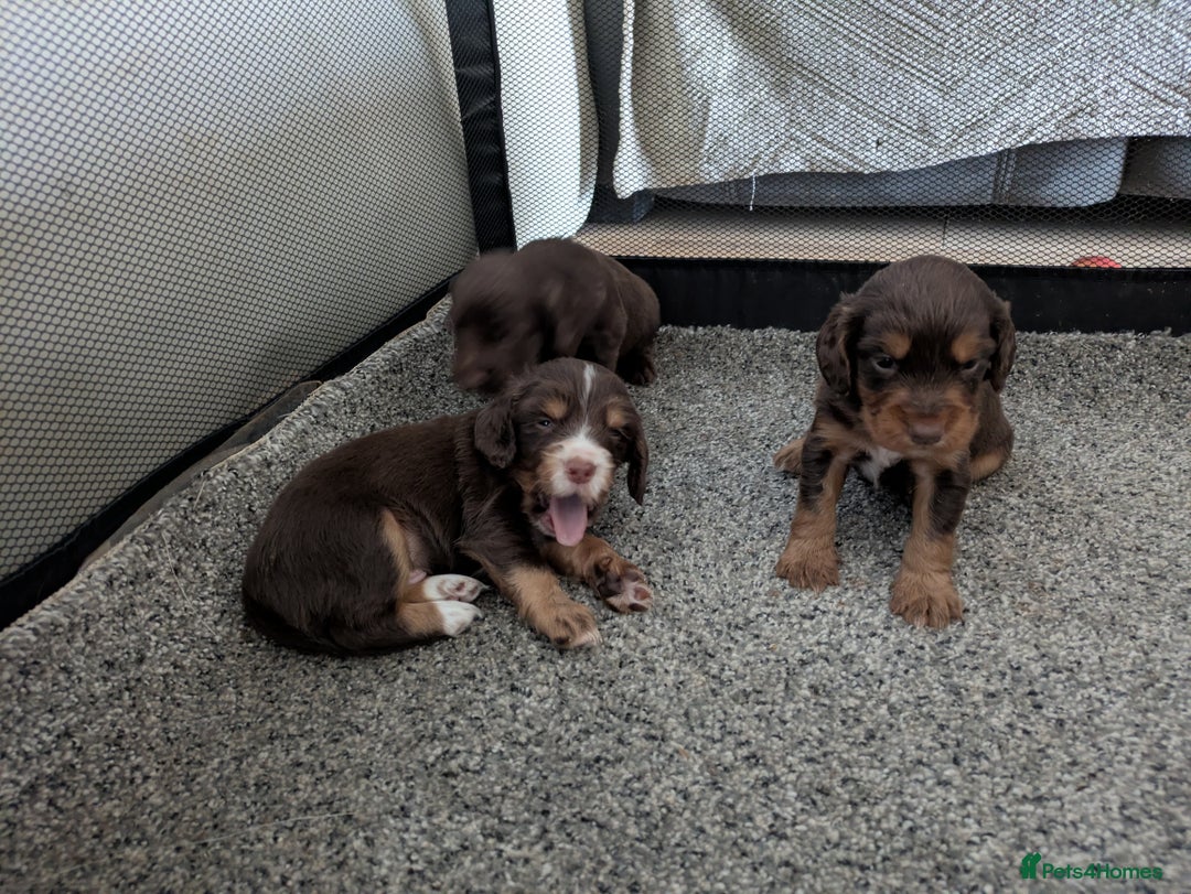 Cocker Spaniel dogs for sale: Chocolate/Chocolate Tan working cocker pups - Advert 4