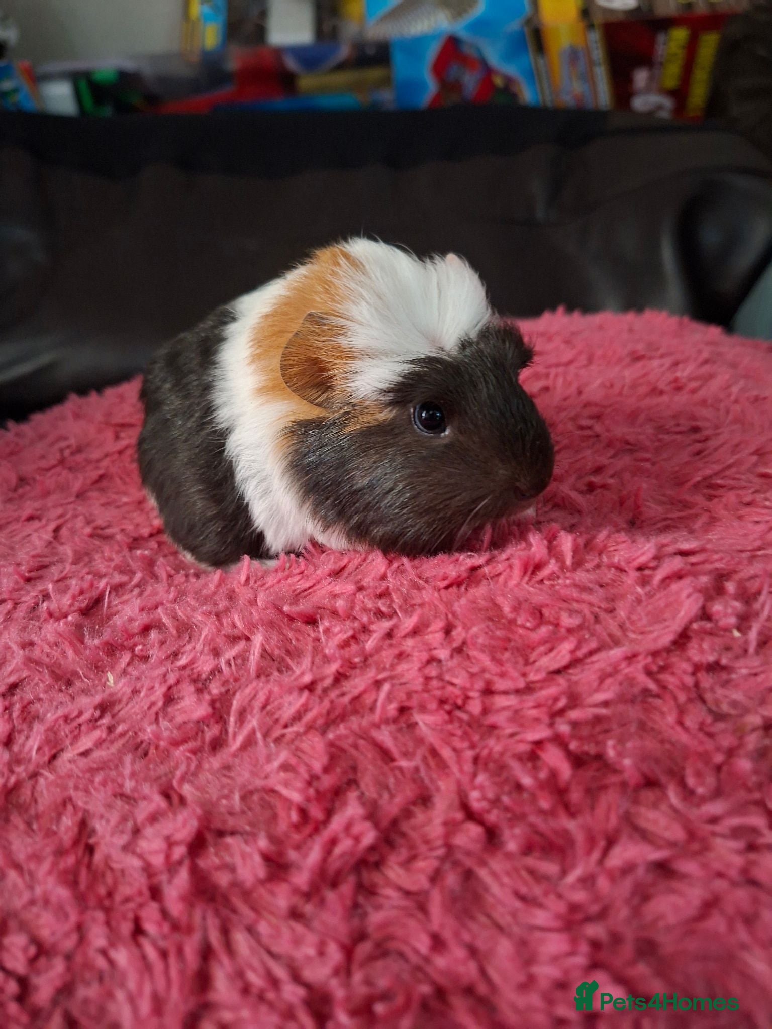 Guinea Pig rodents Baby boy ready soon  - Advert 18