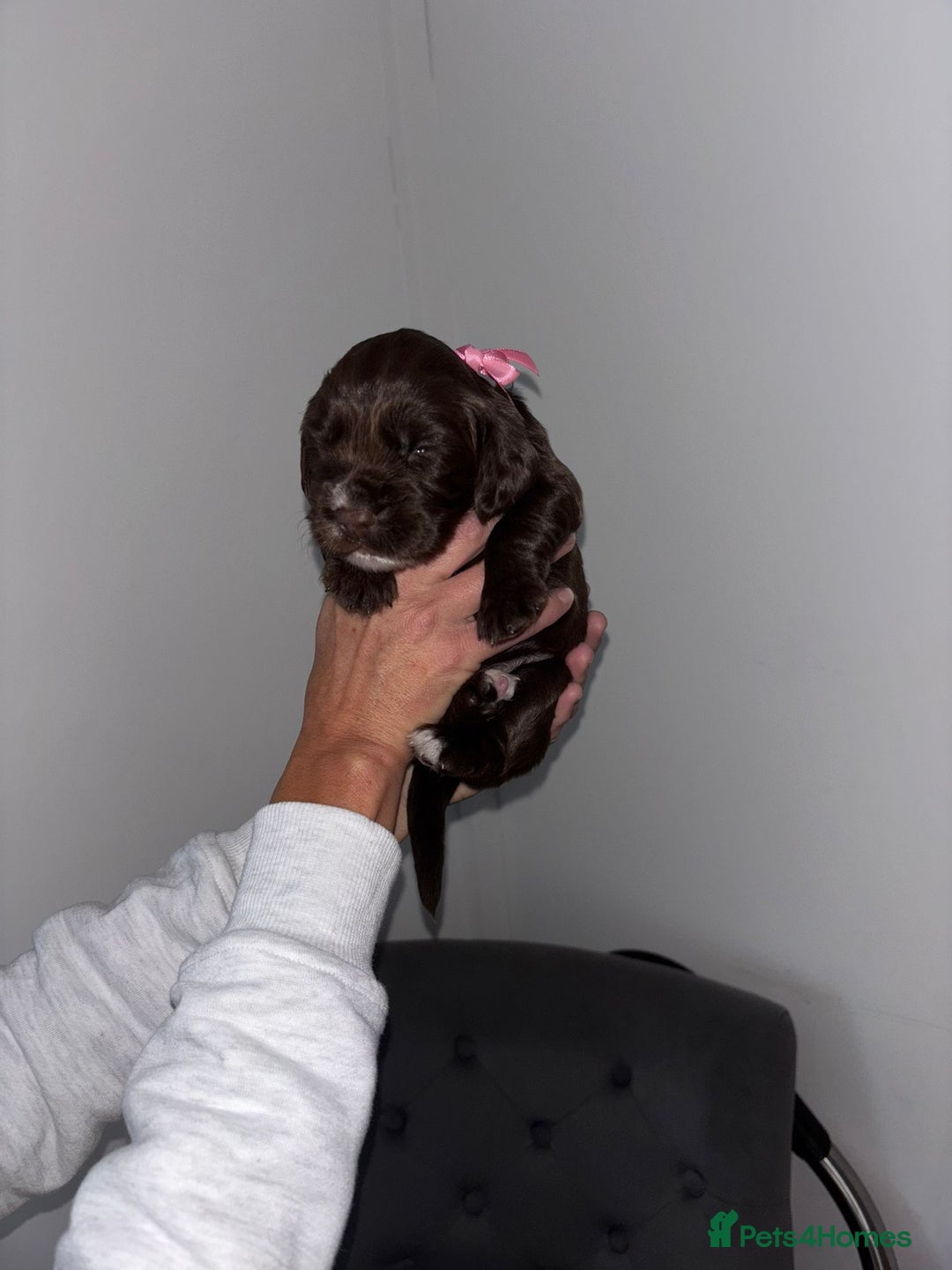Cocker Spaniel dogs for sale: Working cocker spaniel  - Image 2