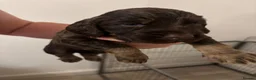 Cocker Spaniel dogs for sale: Working cocker spaniel pups  - Advert 7