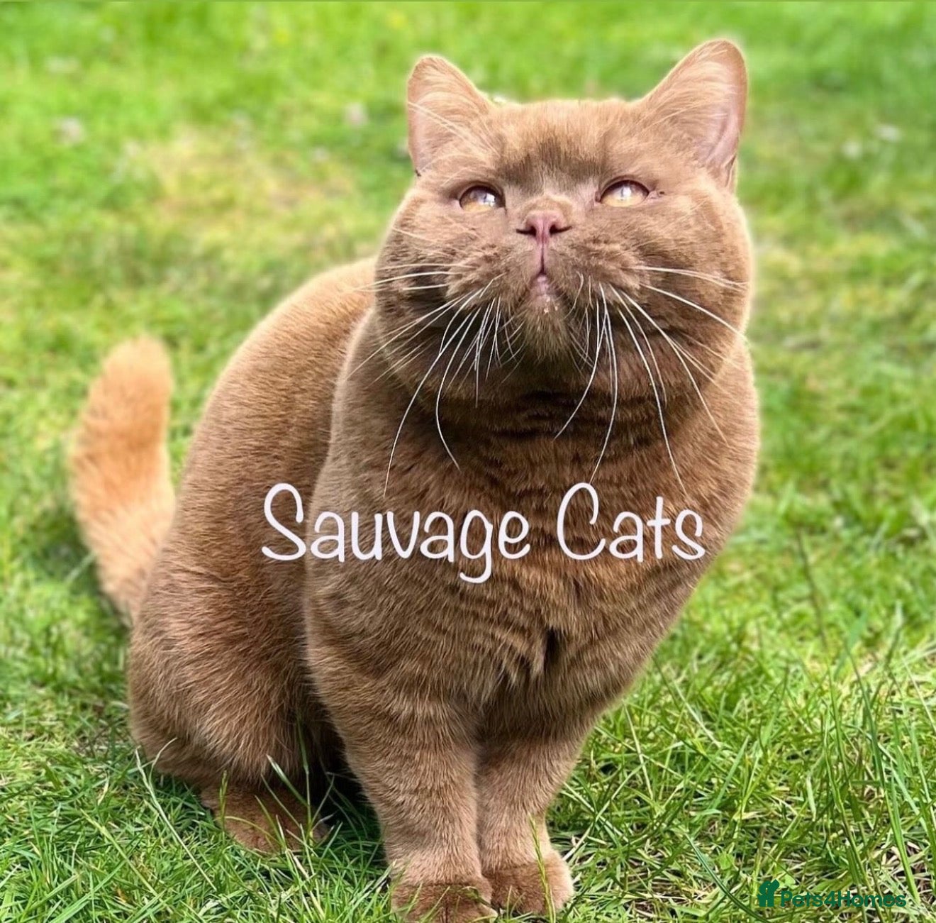 British Shorthair cats BSH show quality cinnamon kittens  - Advert 2