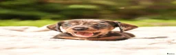 Dachshund dogs for sale: Rare Standard Wire Haired Dapple Dachshunds  in Leicester - Advert 10