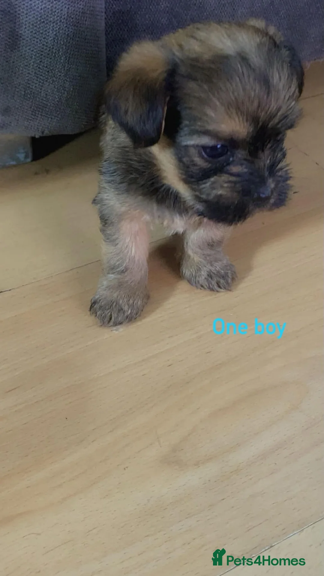 Shorkie dogs for sale: 🐶 2 Boys & 2 Girls Looking for Loving Homes ❤️ in Nelson - Advert 2
