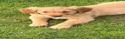 Golden Retriever dogs for sale: Very Dark Golden Retriever Puppies ready to leave  - Advert 8