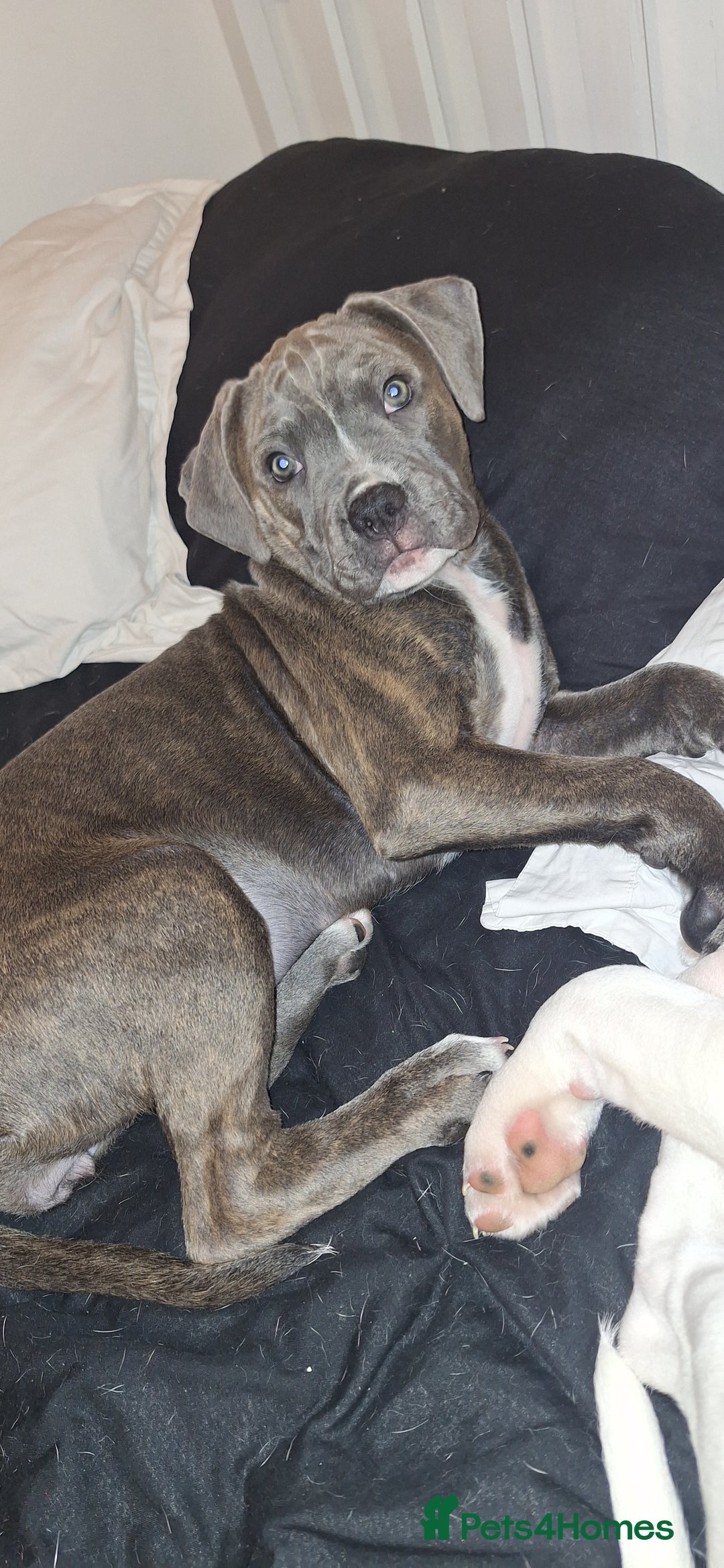 Mixed Breed dogs for sale: Looking for a safe, loving home for one dog - Advert 12