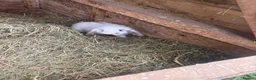French Lop rabbits for sale: Gorgeous French lop babies ready to leave  - Advert 5
