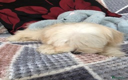 Maltipoo dogs for sale: maltipoo puppies for sale  - Image 13