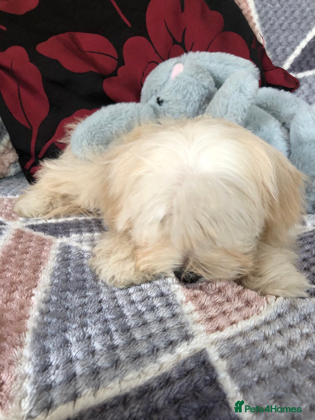 Maltipoo dogs for sale: maltipoo puppies for sale  - Image 13