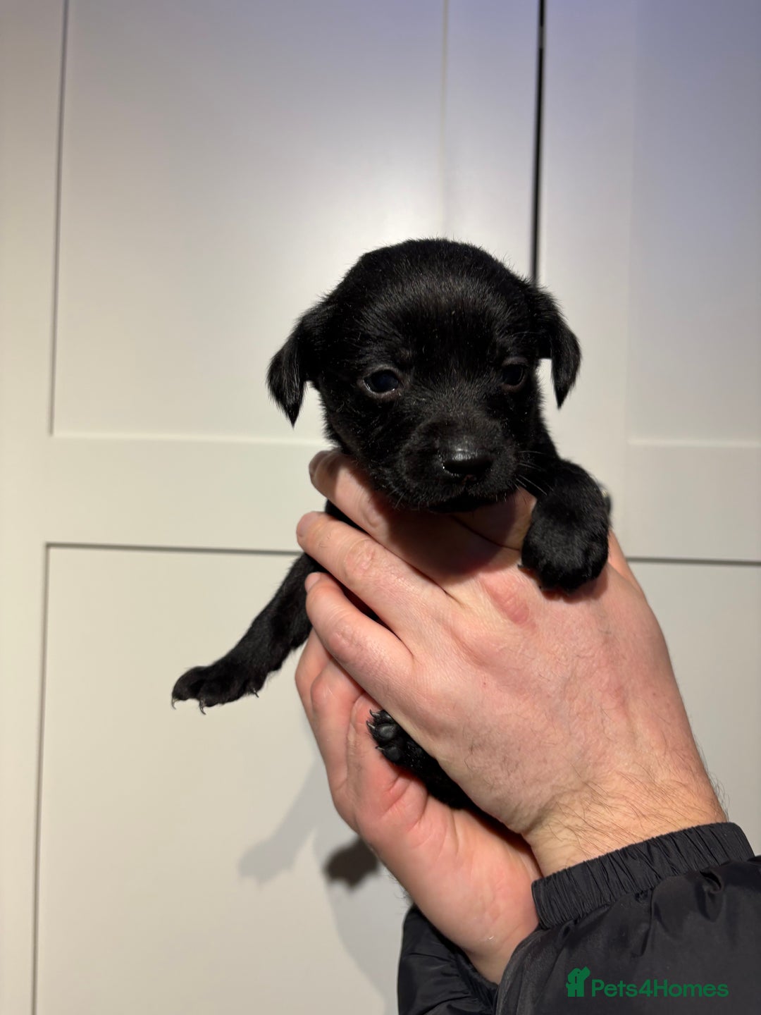 Springador dogs for sale: Labrador/Springador cross pups - Advert 5
